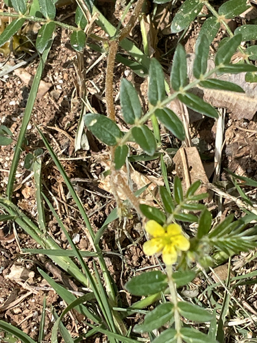 Tribulus terrestris, photograph 3