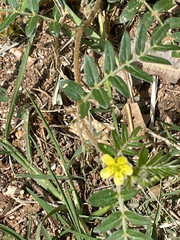 author not stated, no rights reserved Tribulus terrestris, photograph author not stated, no rights reserved