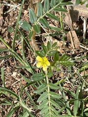 author not stated, no rights reserved Tribulus terrestris, photograph author not stated, no rights reserved
