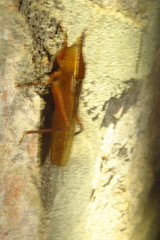 Pyrgocorypha rogersi