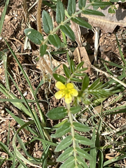 author not stated, no rights reserved Tribulus terrestris, photograph author not stated, no rights reserved