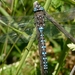 California Darner - Photo (c) Robert, some rights reserved (CC BY-NC)