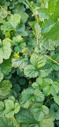 Wood Avens