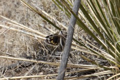 Megathymus streckeri leussleri