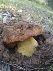 Butyriboletus