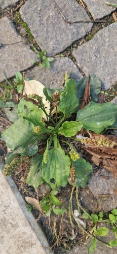 greater plantain