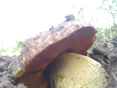 Butyriboletus