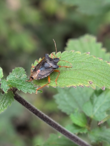 Forest Bug