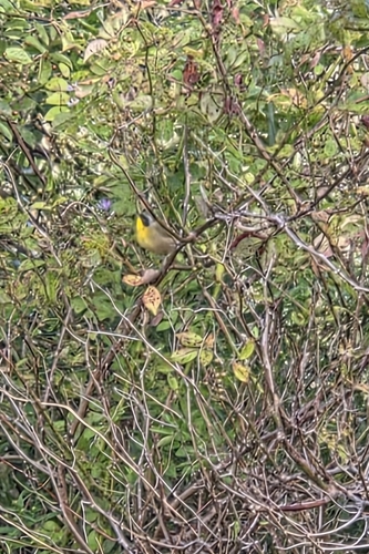 Common Yellowthroat