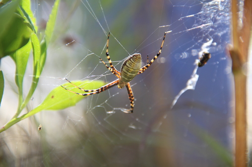 Banded Garden Spider