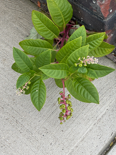 American pokeweed