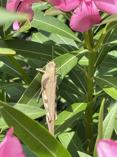 Egyptian Bird Grasshopper