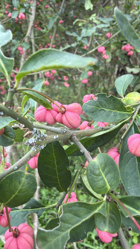 Spindle