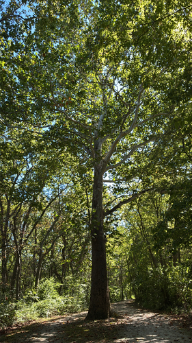 American sycamore