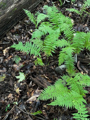 New York fern