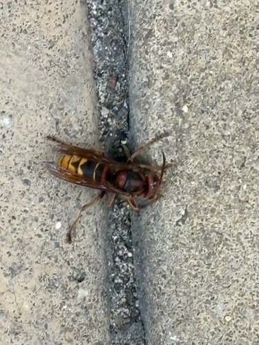 European Hornet