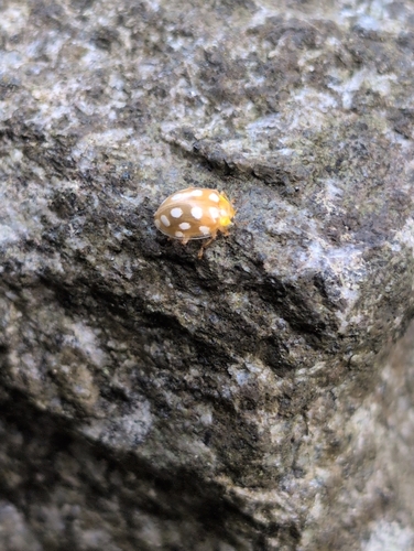 Orange Ladybird