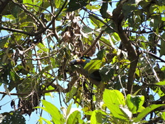 Andigena laminirostris