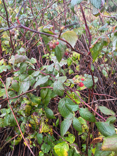 red raspberry
