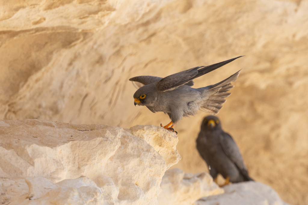 Sooty Falcon