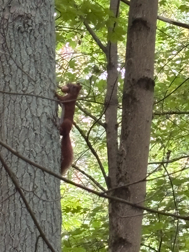 Eurasian Red Squirrel