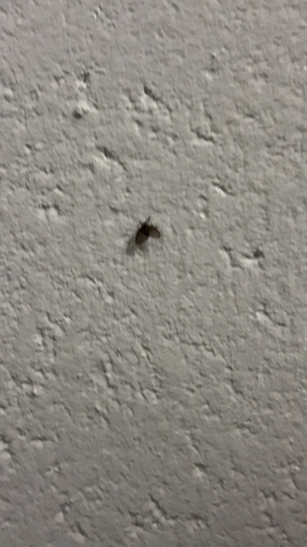Bathroom Moth Fly