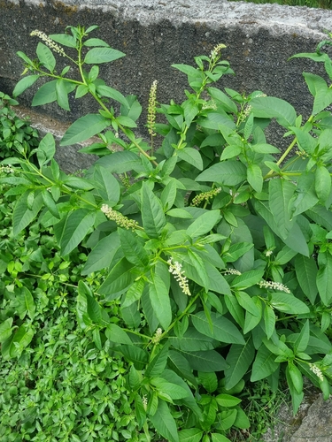 American pokeweed
