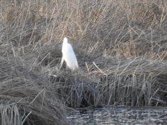Ardea alba egretta