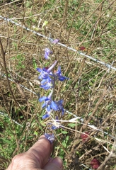 Delphinium carolinianum
