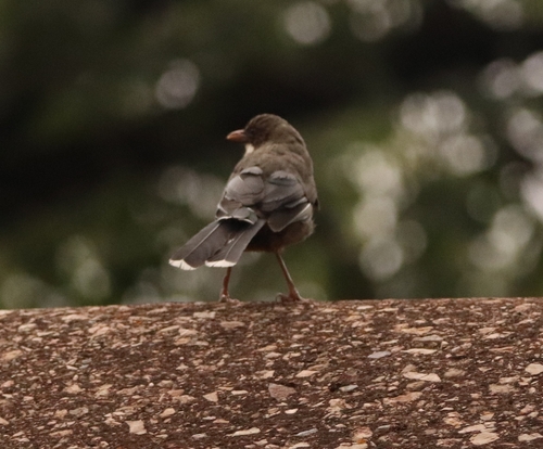 Prince Henry's Laughingthrush