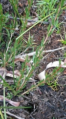 Melaleuca pityoides