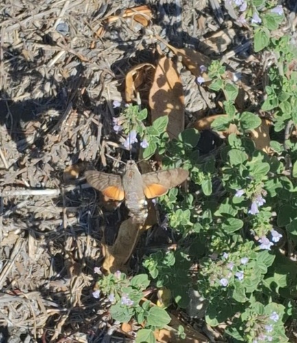 Eurasian Hummingbird Hawkmoth