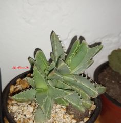 Faucaria