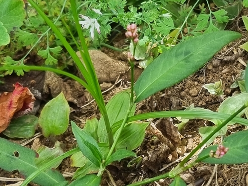 spotted lady's thumb