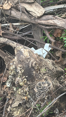 iNaturalist observation photo of Fungi Including Lichens