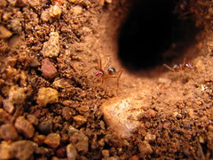 Myrmecocystus