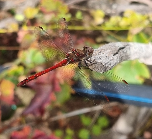 Island Darter
