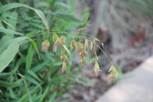 Chasmanthium latifolium, photograph 2
