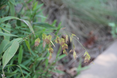 Chasmanthium latifolium, photograph 3