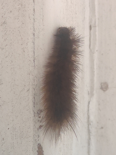 Ruby Tiger Moth