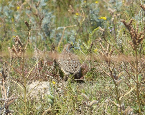 iNaturalist image