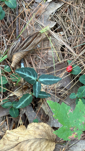 striped wintergreen