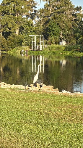 Great Egret
