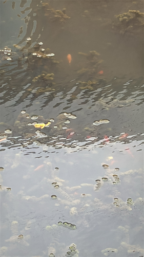 iNaturalist observation photo of Typical Carps