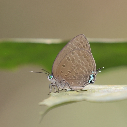 Tailed Disc Oakblue