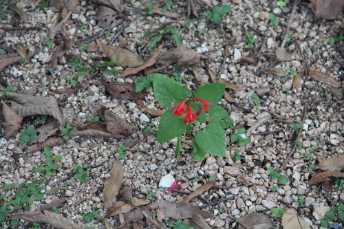 Salvia coccinea