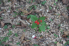 Salvia coccinea
