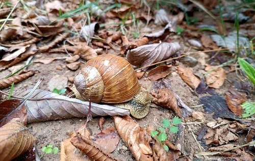 Roman Snail