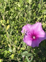 Ipomoea sagittata