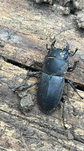 Lesser Stag Beetle
